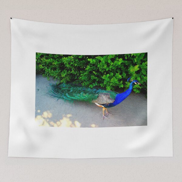 Item preview, View of an Indian Peafowl in the Wallenstein Gardens of Prague designed and sold by Kristina Drozd.