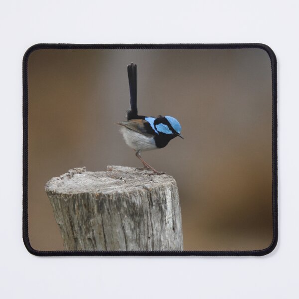 Item preview, Superb Blue Fairy Wren at Attention designed and sold by Patricia Rademaker.