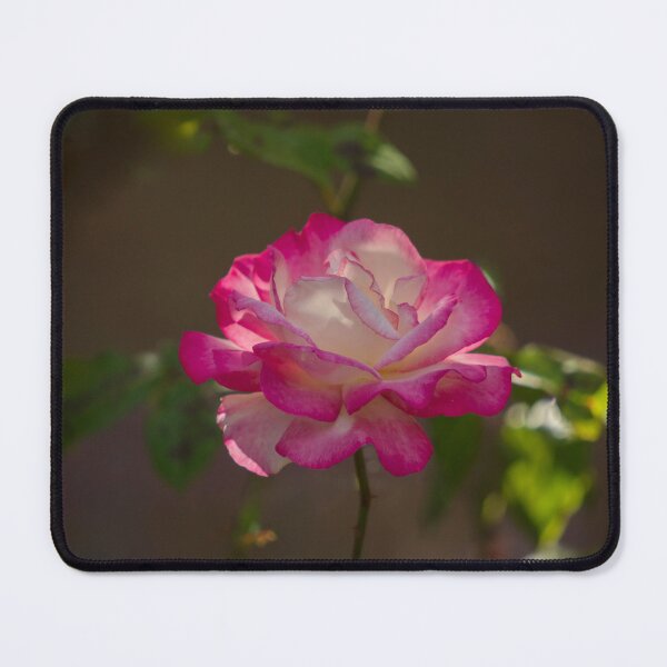 Item preview, Pink Variegated Rose designed and sold by Patricia Rademaker.