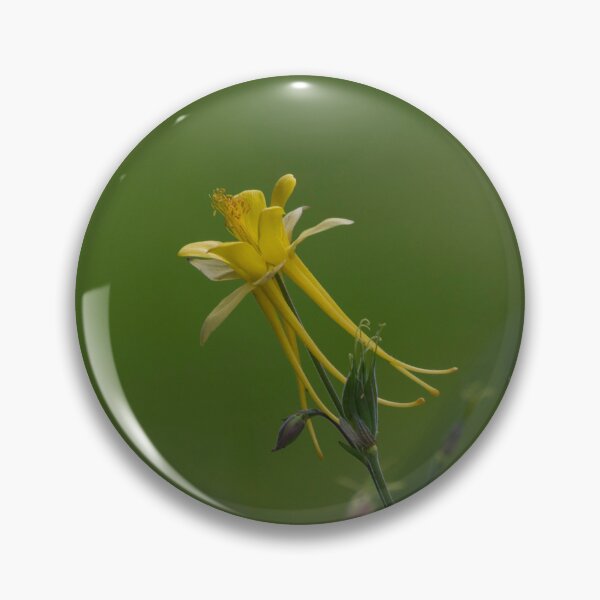 Item preview, Aquilegia Flower, Commonly named as Granny's Bonnet designed and sold by Patricia  Rademaker.