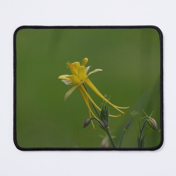 Item preview, Aquilegia Flower, Commonly named as Granny's Bonnet designed and sold by Patricia  Rademaker.