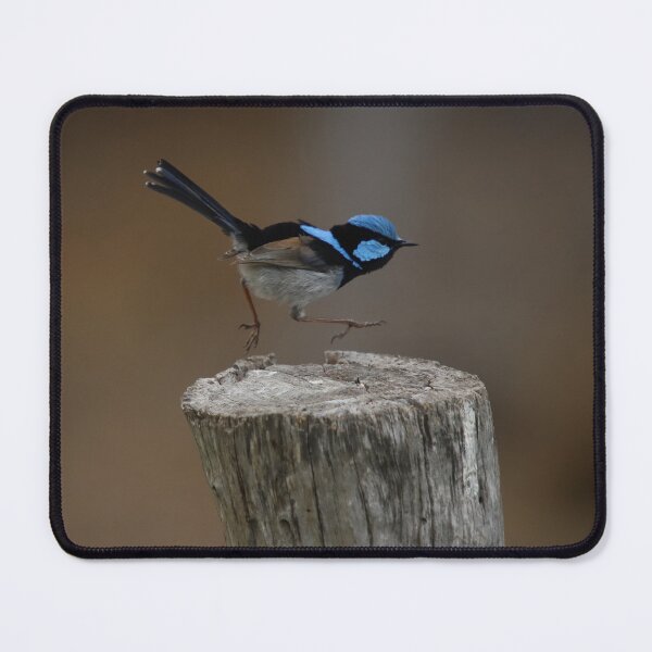 Item preview, Superb Blue Fairy Wren in Motion designed and sold by Patricia Rademaker.