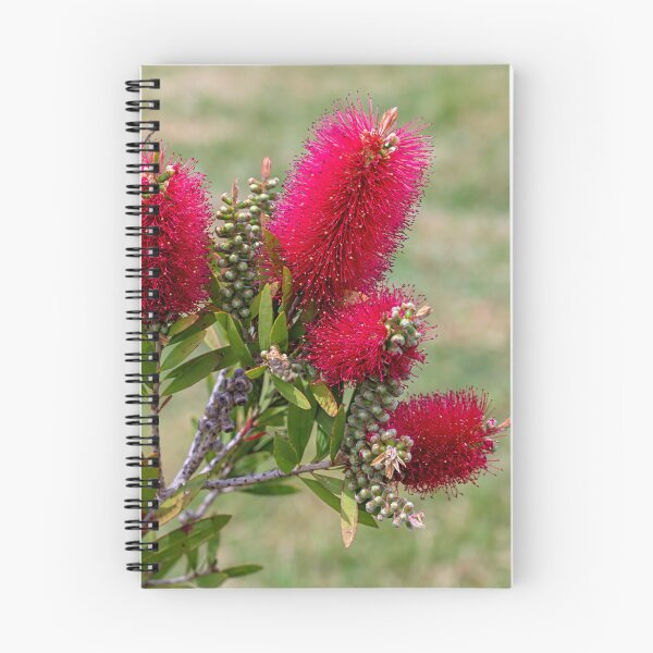 Item preview, Callistemon Western Glory designed and sold by Fran Woods.