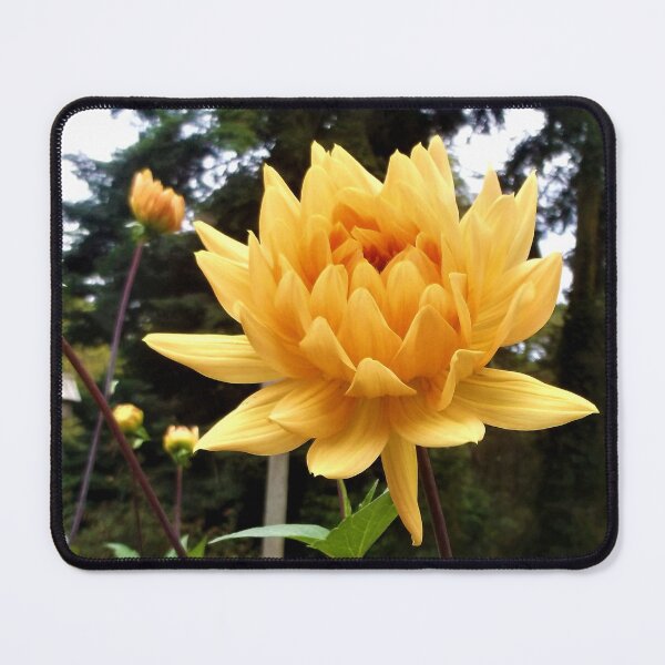 Item preview, Gossamer Gold Dahlias designed and sold by Trisha North.