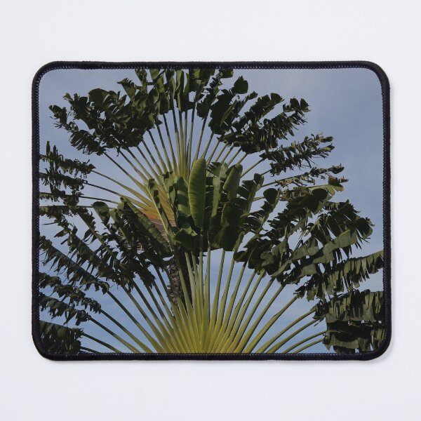 Item preview, Fan Palm designed and sold by Malcolm Snook.