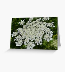 Queen Anne's Lace (Daucus carota) from John Boyd Thacher State Park Greeting Card