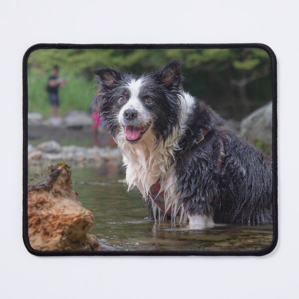 Item preview, Border Collie Wading in the Kinomata River in Tochigi, Japan designed and sold by Pix4Japan.