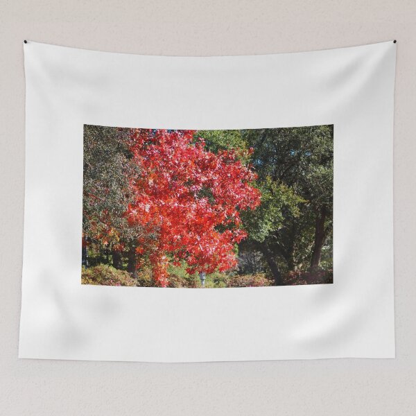 Item preview, Vivid Red Maple Tree in Autumn designed and sold by Cynthia48.