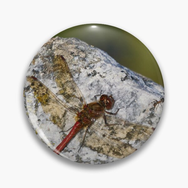 Item preview, Meeting with an ant. Vagrant darter designed and sold by Jouko Lehto Photography.