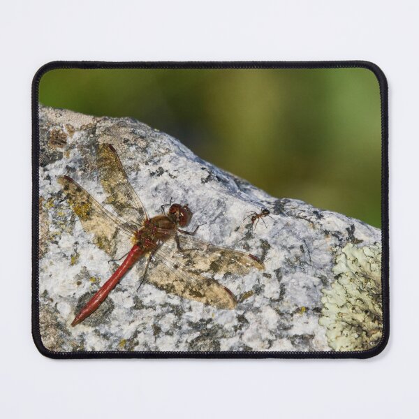 Item preview, Meeting with an ant. Vagrant darter designed and sold by Jouko Lehto Photography.