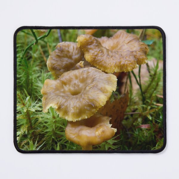 Item preview, The Found. Winter chanterelle designed and sold by Jouko Lehto Photography.