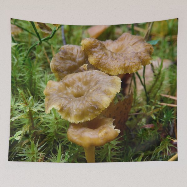 Item preview, The Found. Winter chanterelle designed and sold by Jouko Lehto Photography.