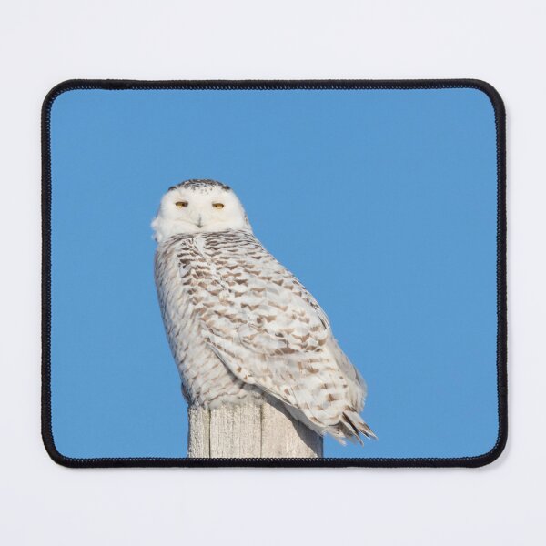 Item preview, Snowy Owl 3-3-2019 designed and sold by Thomasyoung.