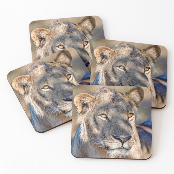 Item preview, Khwai Young Lion In Golden Dappled Light designed and sold by DavideAntoniani.