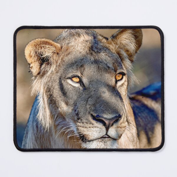 Item preview, Khwai Young Lion In Golden Dappled Light designed and sold by DavideAntoniani.