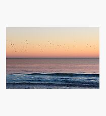 Flock of Seagulls Photographic Print