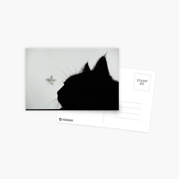 Stormy cat Postcard