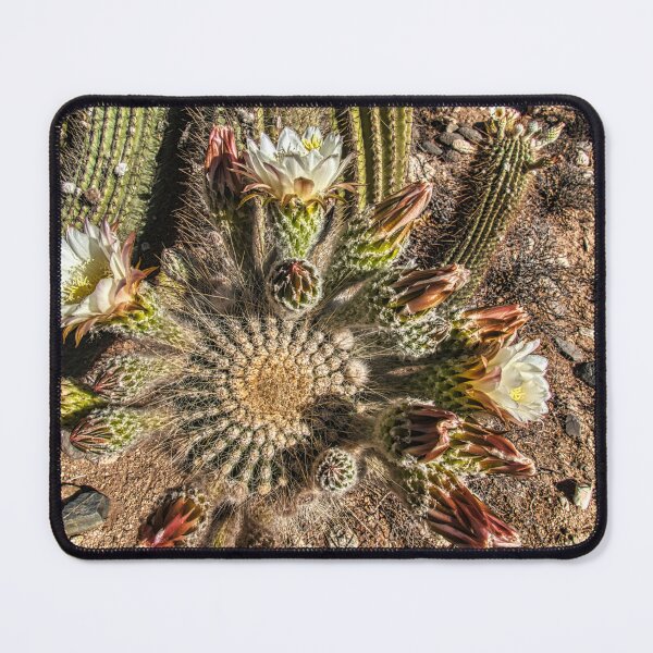 Item preview, Flowering Cactus: HDR Macro Photography (Salta, Argentina) designed and sold by Keltoi-art.