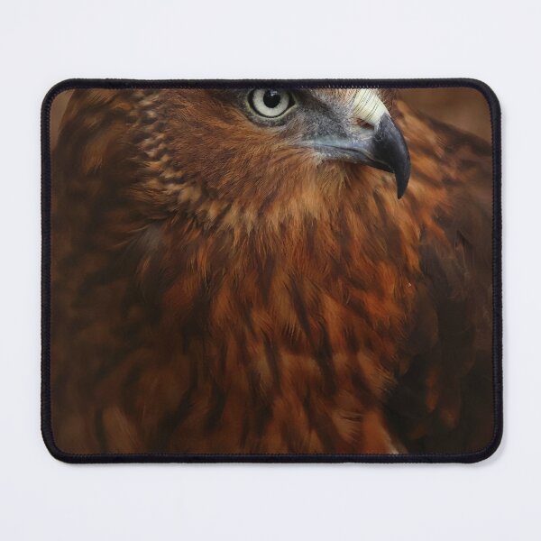 Item preview, swamp harrier portrait designed and sold by Gaylene Norton.