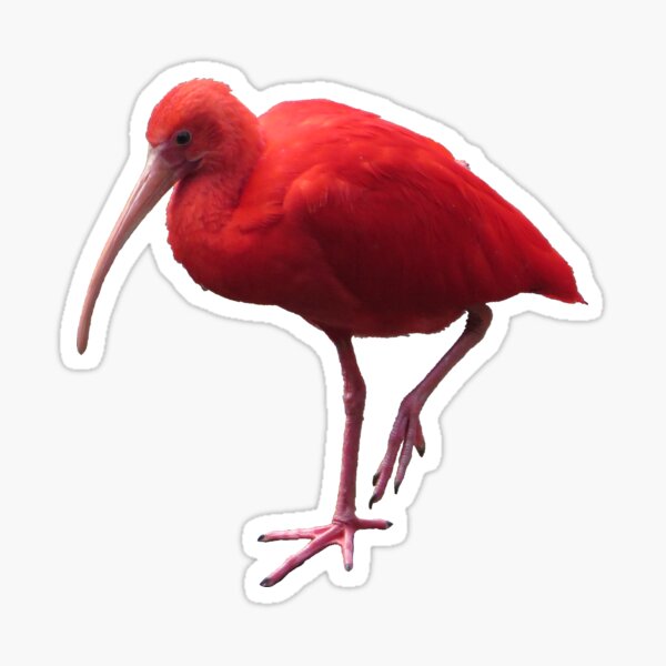 Item preview, Scarlet Ibis designed and sold by cyoumans.
