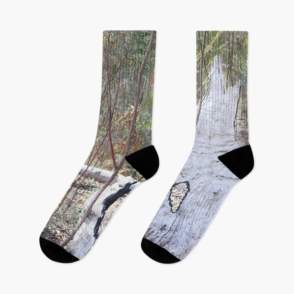 Item preview, Burnt Eucalyptus Skeleton in Australian Bushland designed and sold by Fourpointstudio.