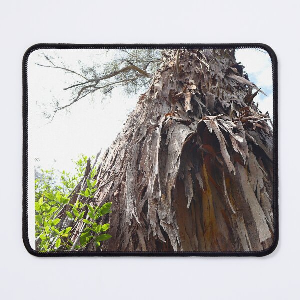 Item preview, Peeling Eucalyptus Bark Reaching Skyward designed and sold by Fourpointstudio.