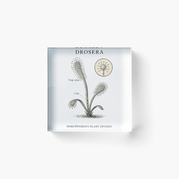 Item preview, Sundew designed and sold by EnR-designs.