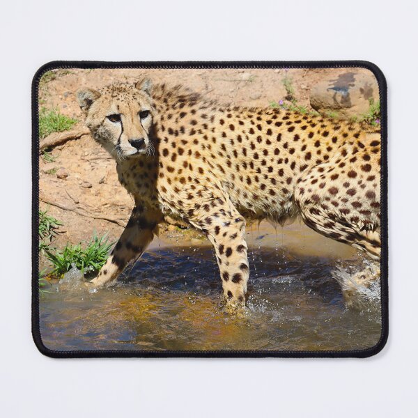 Item preview, Cheetah Crossing Water at Full Focus designed and sold by Fourpointstudio.