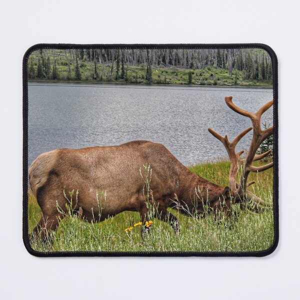 Item preview, Bull Elk Grazing by a Mountain Lake designed and sold by Fourpointstudio.