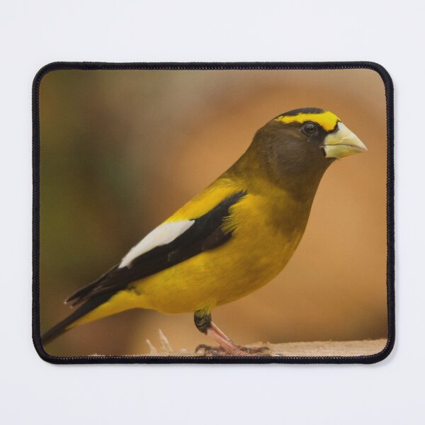 Item preview, Very beautiful large yellow beak designed and sold by Production Art Manon Meilleur.