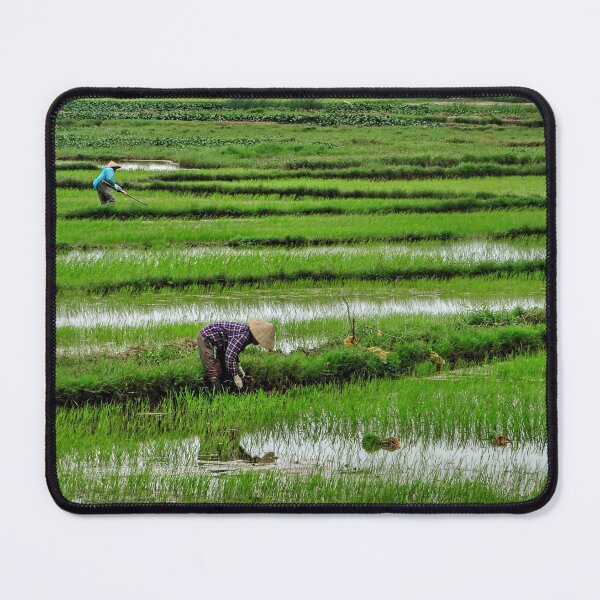 Item preview, Working the Rice Fields, Hoi An, Vietnam designed and sold by Fourpointstudio.