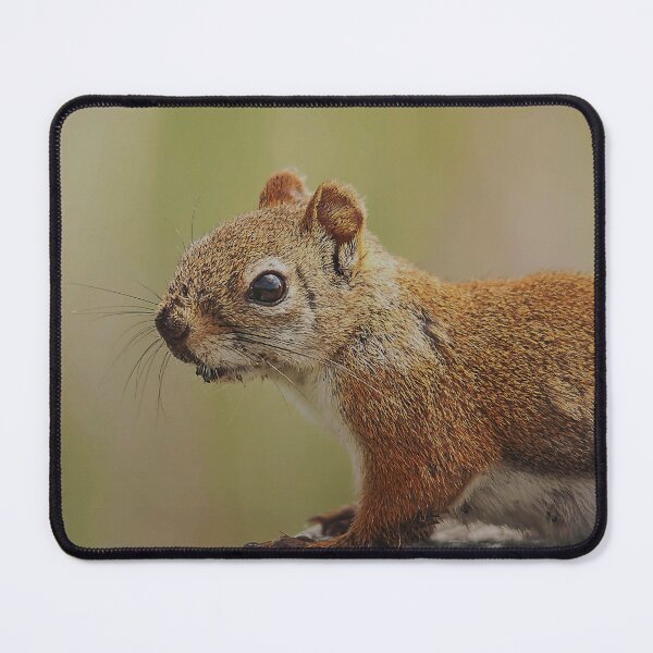 Item preview, Dirty red squirrel designed and sold by Production Art Manon Meilleur.