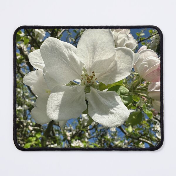 Item preview, Single Blossom in Spring Light designed and sold by 3 Square Hollow Trading Post.