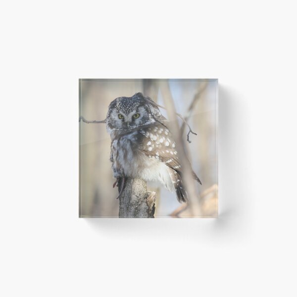 Item preview, Boreal owl with prey designed and sold by locustgirl.