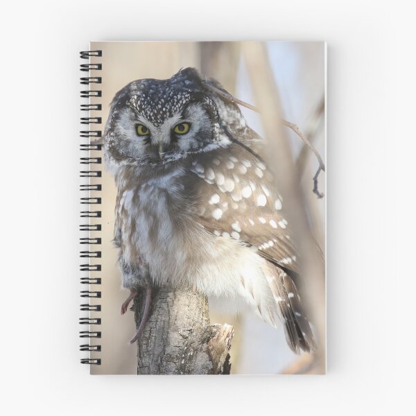 Item preview, Boreal owl with prey designed and sold by locustgirl.