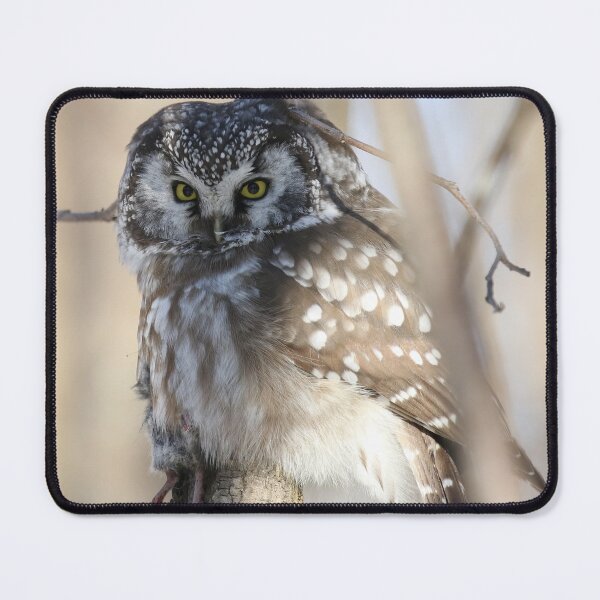 Item preview, Boreal owl with prey designed and sold by locustgirl.