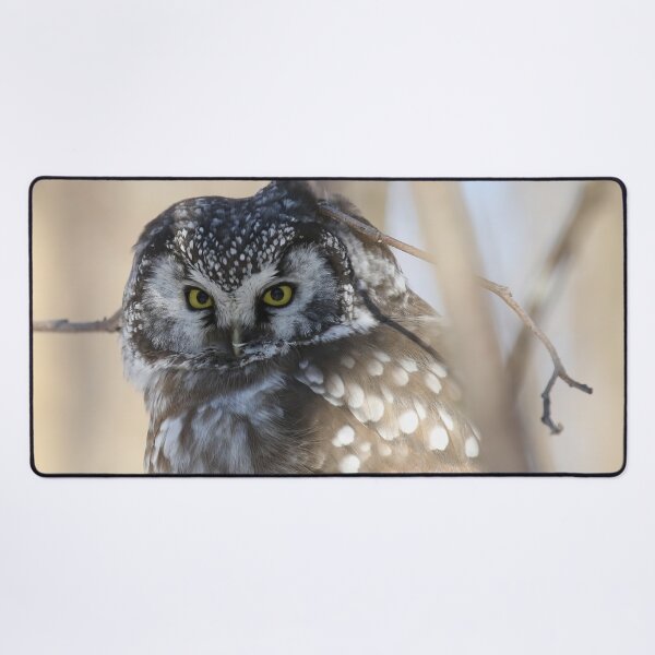 Item preview, Boreal owl with prey designed and sold by locustgirl.