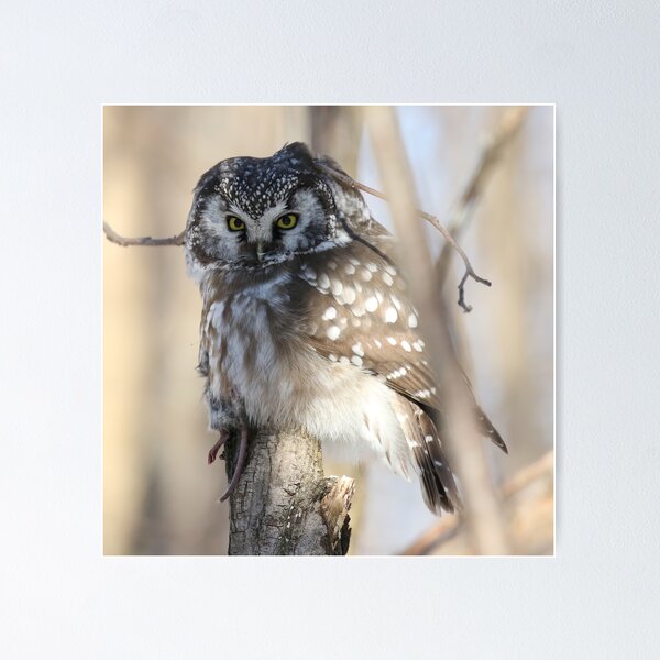 Item preview, Boreal owl with prey designed and sold by locustgirl.