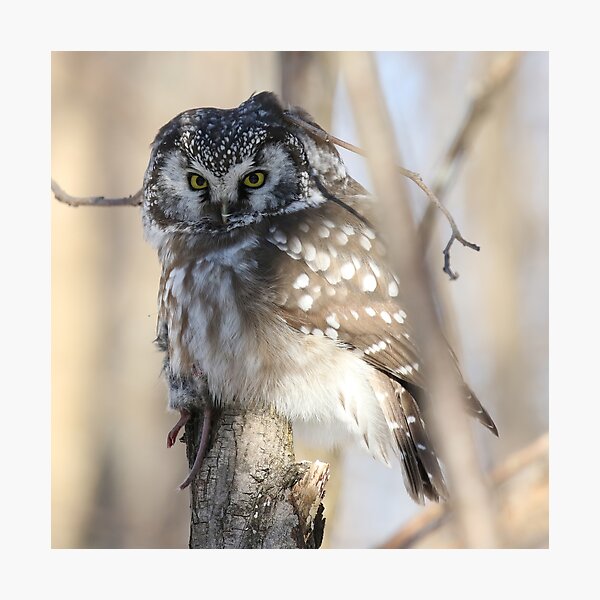 Item preview, Boreal owl with prey designed and sold by locustgirl.
