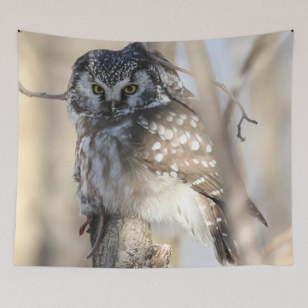 Item preview, Boreal owl with prey designed and sold by locustgirl.