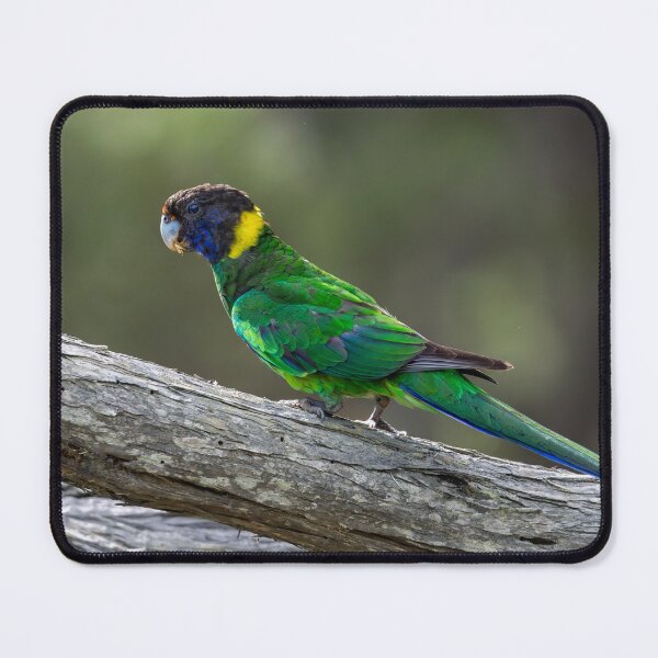 Item preview, Ringneck Parrot designed and sold by Jan Fijolek.