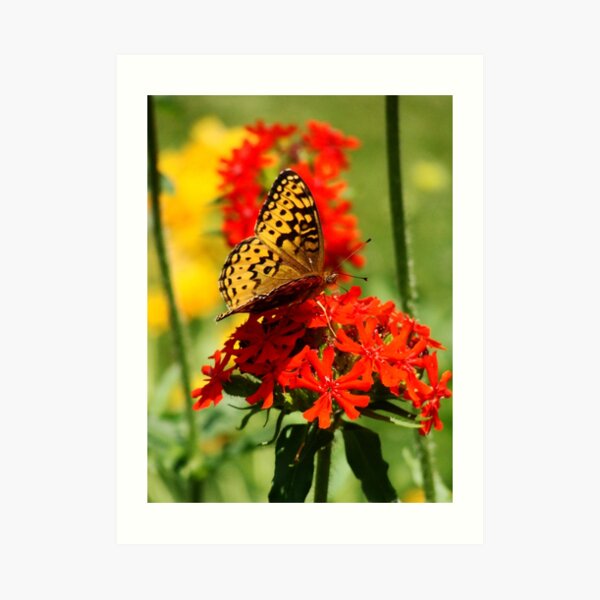 Gold Winged Butterfly on an Orange Flower Art Print