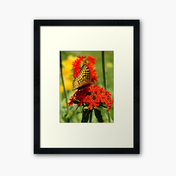 Gold Winged Butterfly on an Orange Flower Framed Art Print