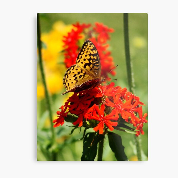 Gold Winged Butterfly on an Orange Flower Metal Print