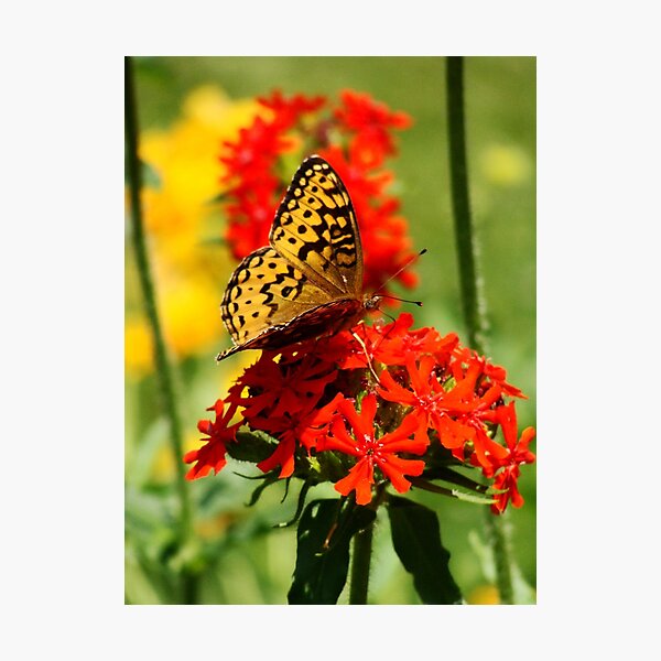 Gold Winged Butterfly on an Orange Flower Photographic Print