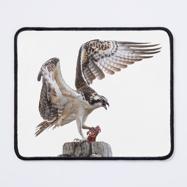 Item preview, Osprey with Prey – Master of the Hunt designed and sold by Polky Art.