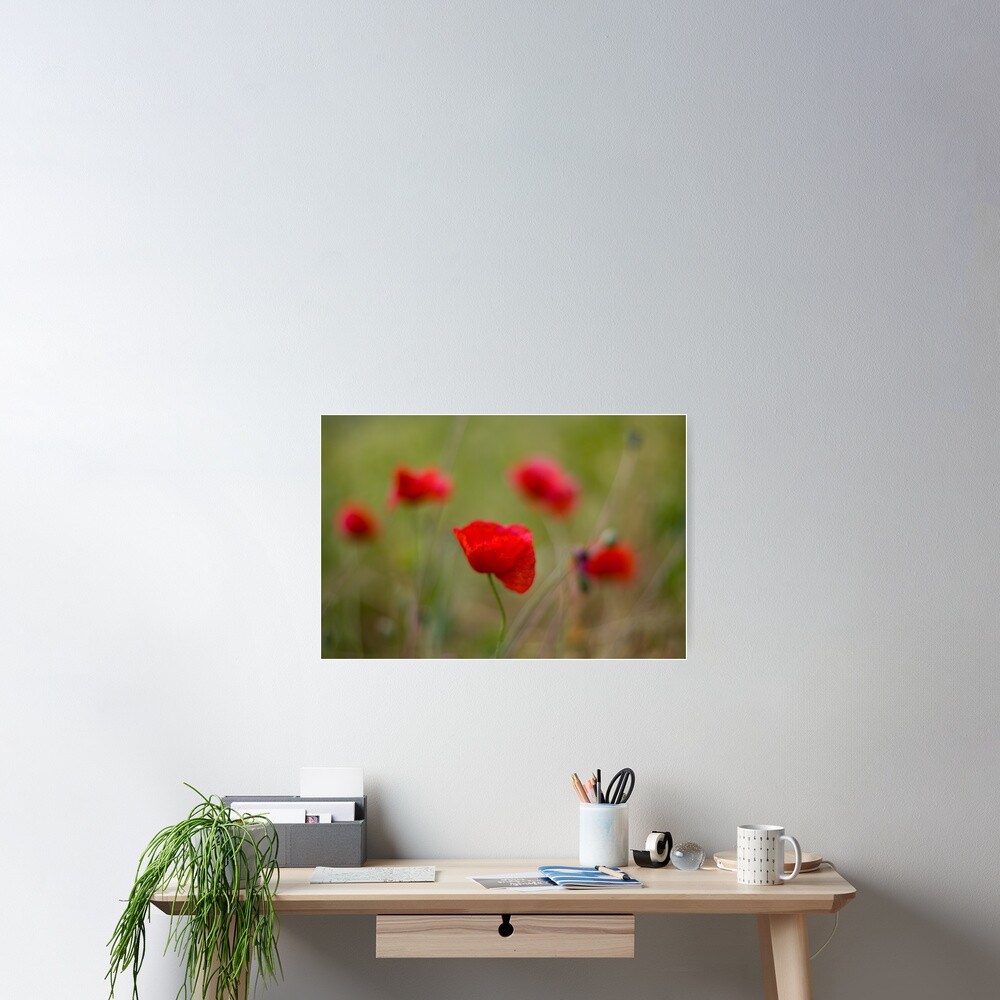 Poppies Poster