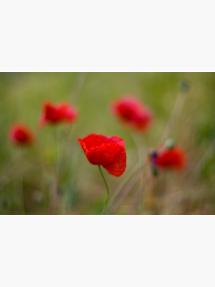 Poppies by SteveChilton