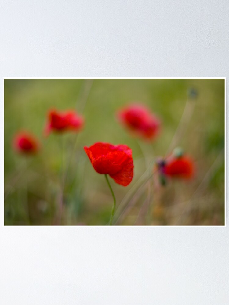 Alternate view of Poppies Poster