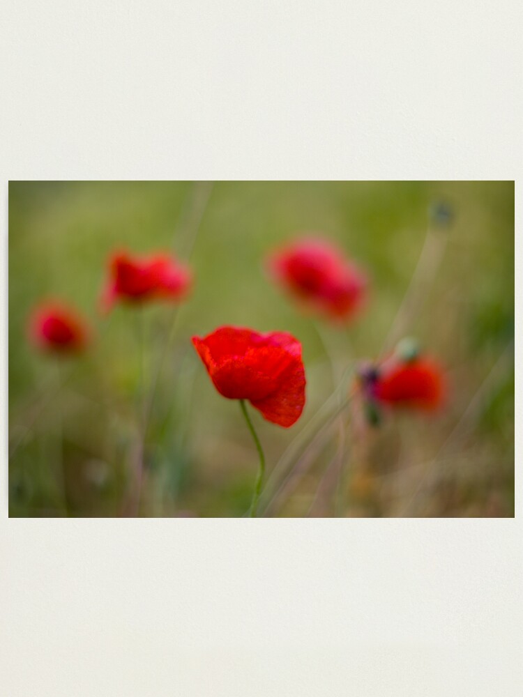 Alternate view of Poppies Photographic Print